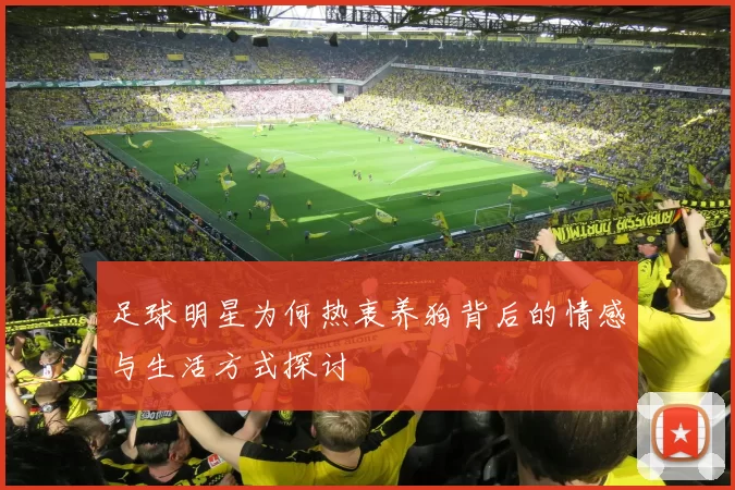 足球明星为何热衷养狗背后的情感与生活方式探讨